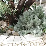 Falcon ポダツァ