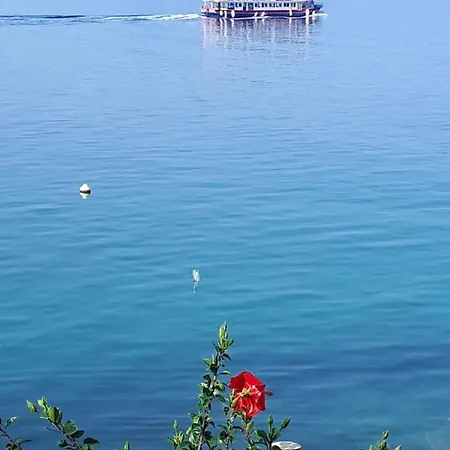 Falcon Podaca