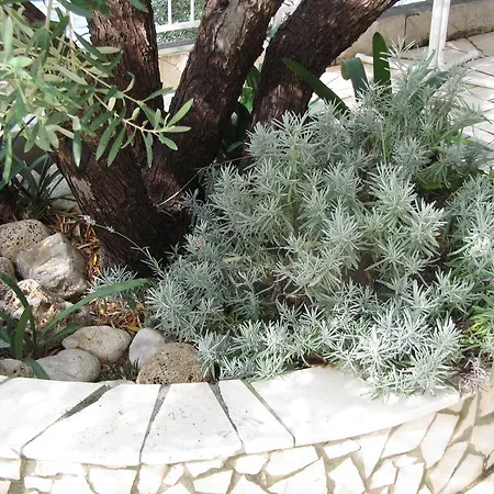 Falcon פודאצה